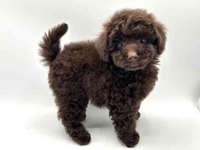 奈良県のトイプードル(トイ) (ひごペットフレンドリー田原本店/2025年12月12日生まれ/男の子/ブラウン)の子犬の2枚目の画像