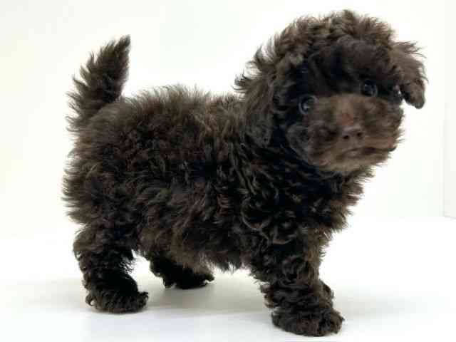 兵庫県のトイプードル(トイ) (ひごペットフレンドリーブルメールHAT神戸店/2025年12月12日生まれ/女の子/ブラウン)の子犬の2枚目の画像