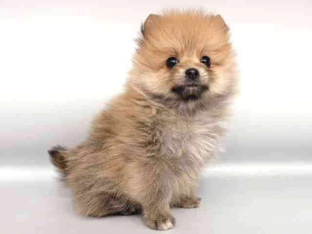 大阪府のポメラニアン (ひごペットフレンドリー岸和田店/2025年12月12日生まれ/男の子/オレンジ)の子犬の2枚目の画像