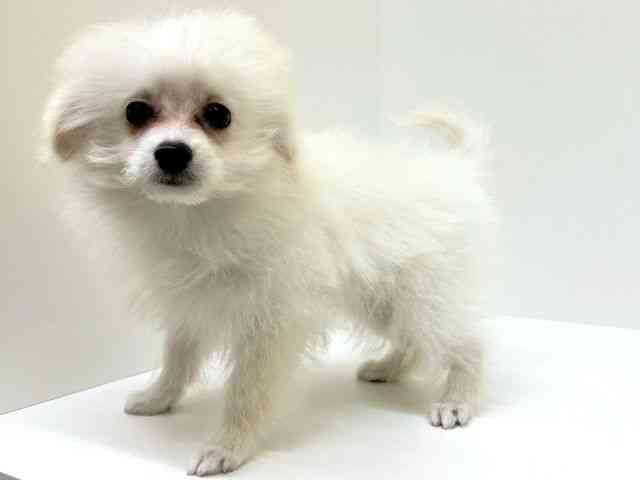 兵庫県のチワプー/プーチー(チワワ×プードル) (ひごペットフレンドリーブルメールHAT神戸店/2025年12月13日生まれ/女の子/ホワイト)の子犬の2枚目の画像