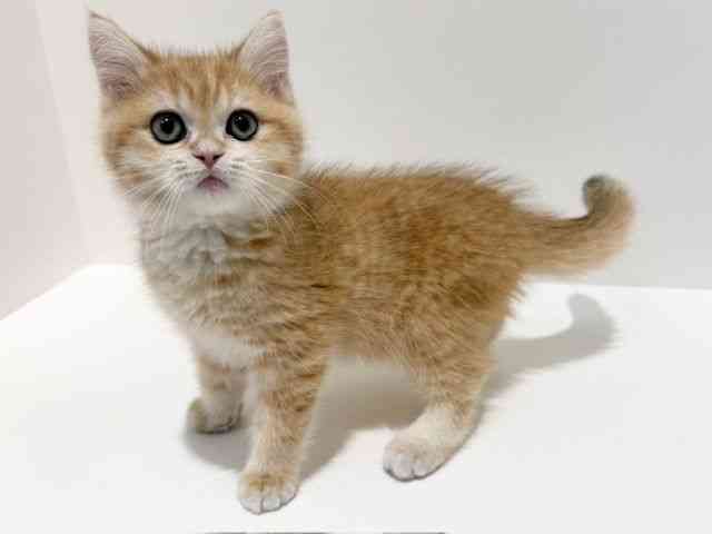 大阪府のブリティッシュショートヘアー (ひごペットフレンドリーイオン高槻店/2025年11月26日生まれ/男の子/ブラックゴールデンシェーデット)の子猫の2枚目の画像