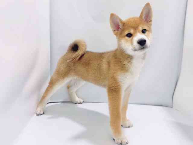 大阪府の柴犬(標準サイズ) (ひごペットフレンドリーイズミヤショッピングセンター千里丘店/2025年12月13日生まれ/男の子/赤)の子犬の2枚目の画像