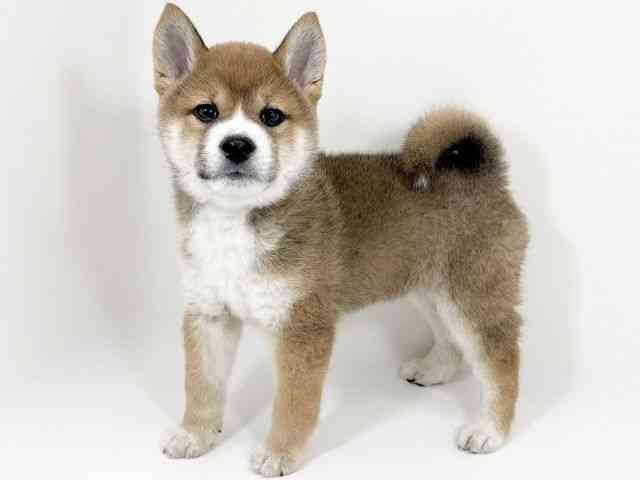 京都府の柴犬(標準サイズ) (ひごペットフレンドリーイズミヤショッピングセンター八幡店/2025年12月13日生まれ/男の子/赤)の子犬の2枚目の画像