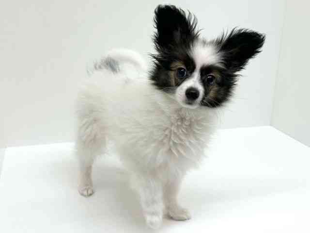 兵庫県のパピヨン (ひごペットフレンドリーブルメールHAT神戸店/2025年12月13日生まれ/男の子/ホワイトブラウン)の子犬の2枚目の画像