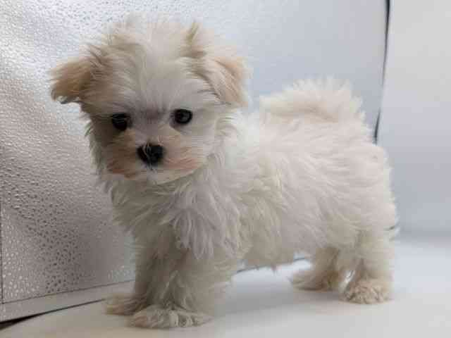 香川県のマルチーズ (ひごペットフレンドリーゆめタウン高松店/2025年12月14日生まれ/女の子/ホワイト)の子犬の2枚目の画像