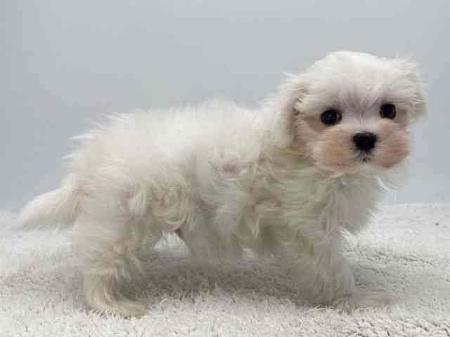 島根県のマルチーズ (ひごペットフレンドリーイオンモール出雲店/2025年12月14日生まれ/男の子/ホワイト)の子犬の2枚目の画像