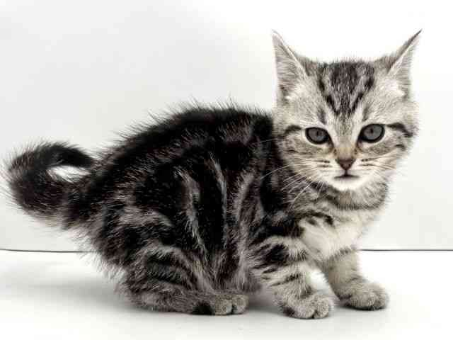 兵庫県のアメリカンショートヘアー (ひごペットフレンドリークラウンパーク伊丹店/2025年12月12日生まれ/女の子/シルバータビー)の子猫の2枚目の画像