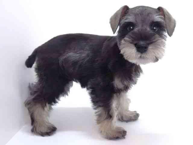 大阪府のミニチュアシュナウザー (ひごペットフレンドリーいこらもーる泉佐野店/2025年12月11日生まれ/男の子/ソルトペッパー)の子犬の2枚目の画像