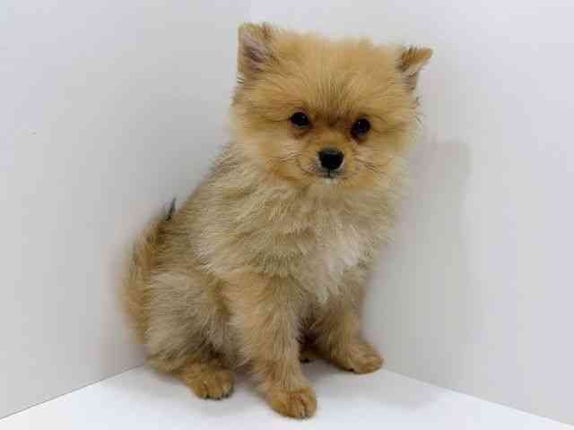 広島県のポメラニアン (ひごペットフレンドリーフジグラン神辺店/2025年12月11日生まれ/男の子/オレンジ)の子犬の2枚目の画像