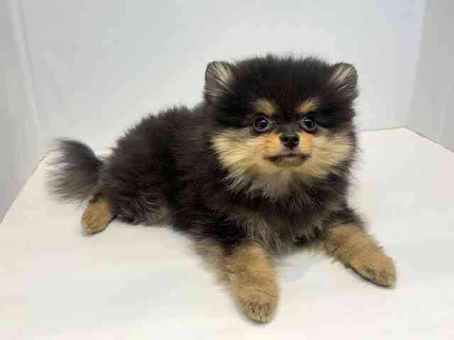 大阪府のポメラニアン (ひごペットフレンドリーセブンパーク天美店/2025年12月12日生まれ/女の子/ブラックタン)の子犬の2枚目の画像