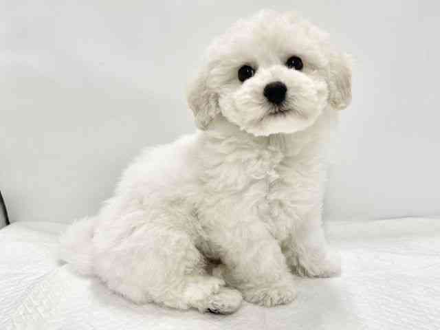 高知県のビションフリーゼ (ひごペットフレンドリーイオンモール高知店/2025年12月14日生まれ/男の子/ホワイト)の子犬の2枚目の画像