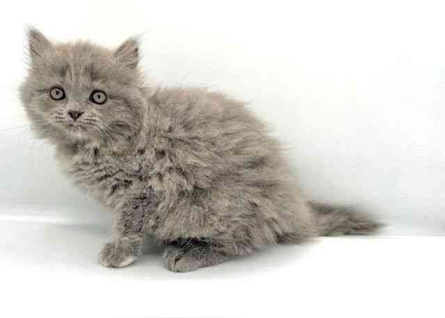 島根県のマンチカン (ひごペットフレンドリーイオン松江ショッピングセンター店/2025年12月12日生まれ/女の子/ブルークリーム)の子猫の2枚目の画像