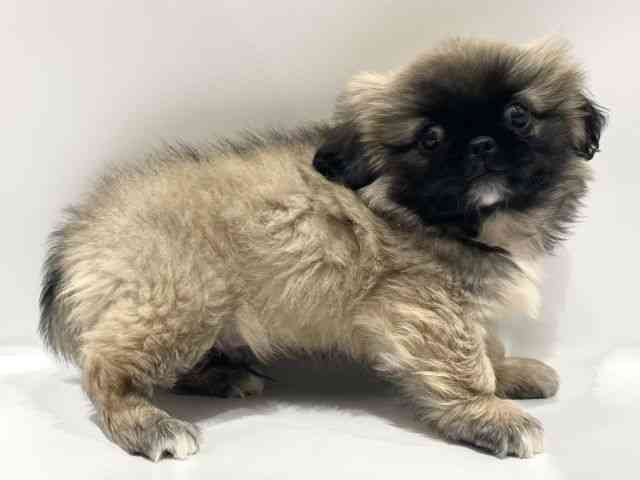 愛知県のペキニーズ (ひごペットフレンドリーヴィアモール アピタ江南西店/2025年12月11日生まれ/男の子/フォーンホワイト)の子犬の2枚目の画像