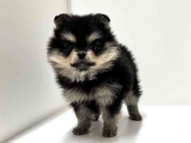 愛知県のポメラニアン (ひごペットフレンドリーららぽーと名古屋みなとアクルス店/2025年12月13日生まれ/女の子/ブラックタン)の子犬の2枚目の画像