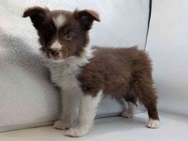 香川県のボーダーコリー (ひごペットフレンドリーゆめタウン高松店/2025年12月13日生まれ/女の子/チョコレートホワイト)の子犬の2枚目の画像