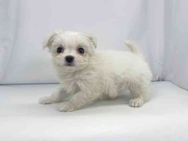 兵庫県のチワマル/マルチワ(チワワ×マルチーズ) (ひごペットフレンドリーイオンタウン加古川店/2025年12月13日生まれ/女の子/ホワイト)の子犬の2枚目の画像