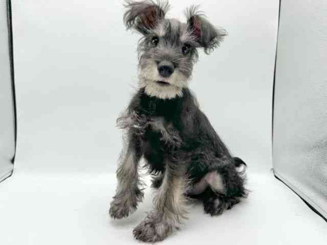 京都府のミニチュアシュナウザー (ひごペットフレンドリーイオンモール高の原店/2025年12月13日生まれ/男の子/ソルトペッパー)の子犬の2枚目の画像