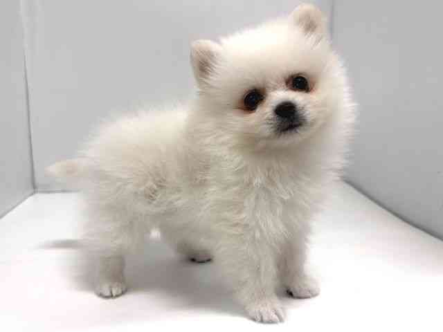 奈良県のポメラニアン (ひごペットフレンドリー奈良パワーシティ店/2025年12月12日生まれ/男の子/ホワイト)の子犬の2枚目の画像