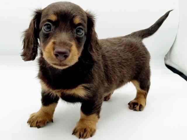 兵庫県のカニンヘンダックスフンド(ロング) (ひごペットフレンドリーコロワ甲子園店/2025年12月13日生まれ/男の子/チョコレートタン)の子犬の2枚目の画像