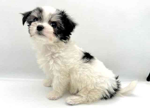 島根県のチワマル/マルチワ(チワワ×マルチーズ) (ひごペットフレンドリーイオン松江ショッピングセンター店/2025年12月13日生まれ/女の子/ホワイトブラック)の子犬の2枚目の画像