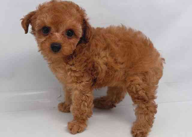 鳥取県のトイプードル(トイ) (ひごペットフレンドリーイオンモール鳥取北店/2025年12月13日生まれ/女の子/レッドフォーン)の子犬の2枚目の画像