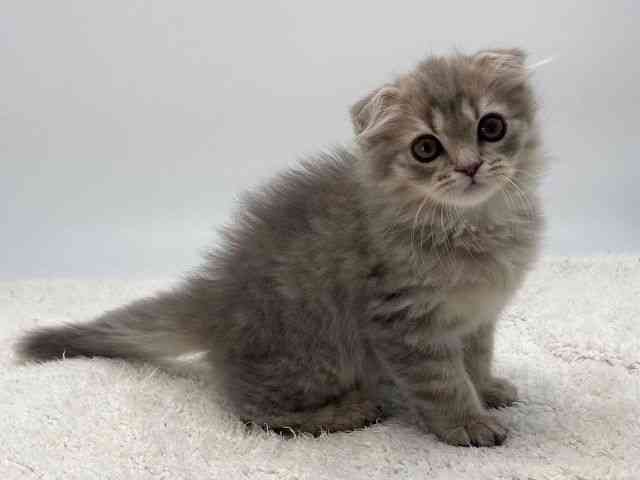 島根県のスコティッシュフォールド (ひごペットフレンドリーイオンモール出雲店/2025年12月7日生まれ/男の子/ブルータビー)の子猫の2枚目の画像