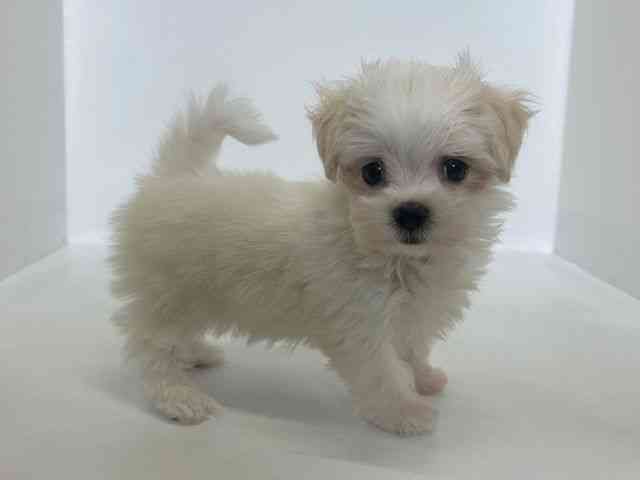 大阪府のマルチーズ (ひごペットフレンドリーアクロスプラザ住之江店/2025年12月13日生まれ/女の子/ホワイト)の子犬の2枚目の画像