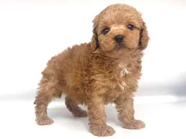 大阪府のトイプードル(トイ) (ひごペットフレンドリー岸和田店/2025年12月15日生まれ/男の子/レッド)の子犬の2枚目の画像