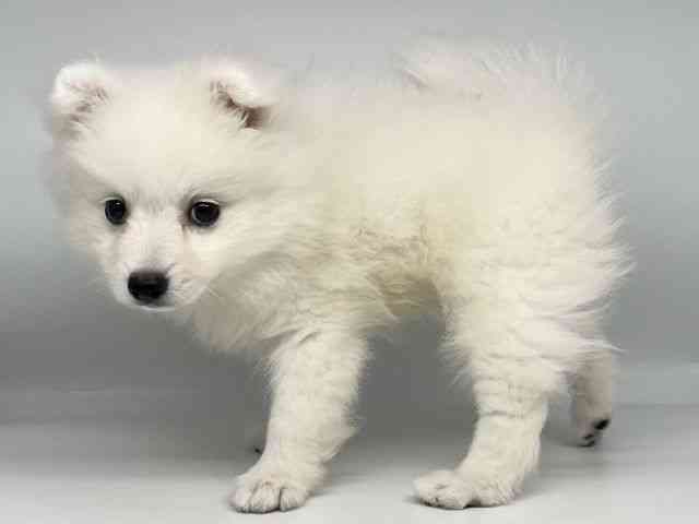 徳島県の日本スピッツ (ひごペットフレンドリーゆめタウン徳島店/2025年12月13日生まれ/女の子/ホワイト)の子犬の2枚目の画像