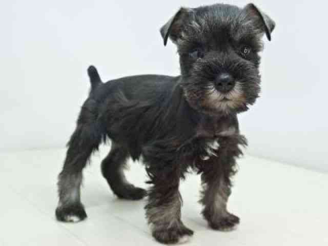 福岡県のミニチュアシュナウザー (ひごペットフレンドリーゆめタウン筑紫野店/2025年12月14日生まれ/男の子/ソルトペッパー)の子犬の2枚目の画像