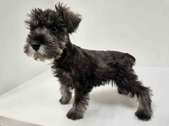 愛知県のミニチュアシュナウザー (ひごペットフレンドリーイトーヨーカドー知多店/2025年12月14日生まれ/女の子/ソルトペッパー)の子犬の2枚目の画像