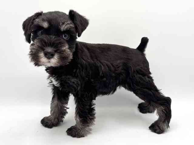 大阪府のミニチュアシュナウザー (ひごペットフレンドリーみのおキューズモール店/2025年12月13日生まれ/女の子/ブラックシルバー)の子犬の2枚目の画像