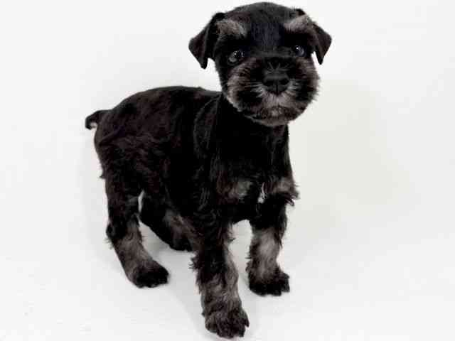 京都府のミニチュアシュナウザー (ひごペットフレンドリーイズミヤショッピングセンター八幡店/2025年12月13日生まれ/女の子/ブラックシルバー)の子犬の2枚目の画像