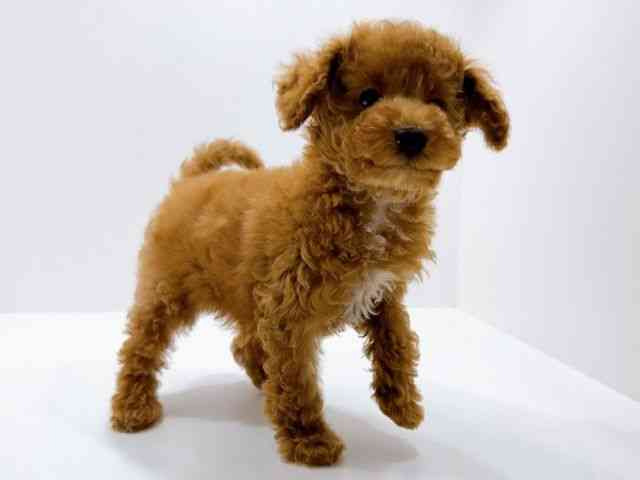 広島県のトイプードル(トイ) (ひごペットフレンドリーフジグラン神辺店/2025年12月13日生まれ/男の子/レッド)の子犬の2枚目の画像