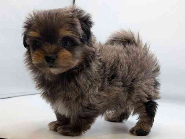 香川県のポメマル/マルポメ(ポメラニアン×マルチーズ) (ひごペットフレンドリーゆめタウン高松店/2025年12月12日生まれ/男の子/ブルーマールタン)の子犬の2枚目の画像