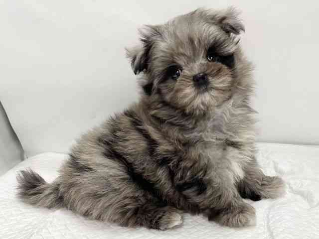 高知県のポメマル/マルポメ(ポメラニアン×マルチーズ) (ひごペットフレンドリーイオンモール高知店/2025年12月12日生まれ/男の子/ブルーマール)の子犬の2枚目の画像