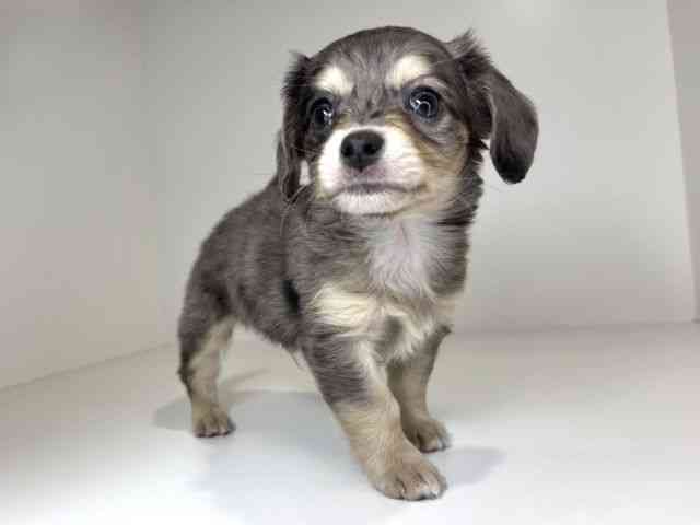 兵庫県のチワックス(チワワ×ダックス) (ひごペットフレンドリーイトーヨーカドー明石店/2025年12月13日生まれ/男の子/シルバーダップル)の子犬の2枚目の画像