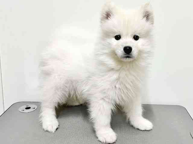 大阪府のサモエド (ひごペットフレンドリーイトーヨーカドー津久野店/2025年12月12日生まれ/女の子/ホワイト)の子犬の2枚目の画像
