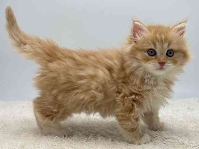 島根県のサイベリアン (ひごペットフレンドリーイオンモール出雲店/2025年12月14日生まれ/女の子/レッドタビーホワイト)の子猫の2枚目の画像