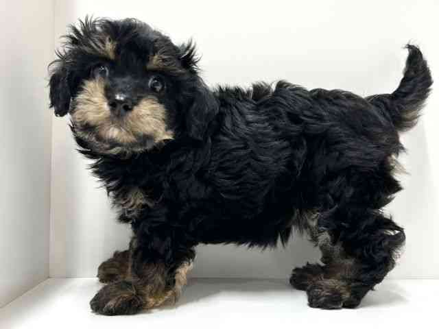 愛知県のチワプー/プーチー(チワワ×プードル) (ひごペットフレンドリーららぽーと名古屋みなとアクルス店/2025年12月11日生まれ/女の子/ブラックタン)の子犬の2枚目の画像