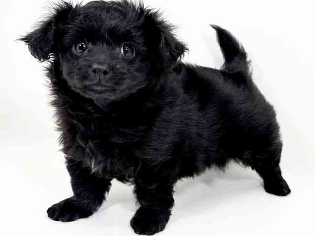 京都府のチワプー/プーチー(チワワ×プードル) (ひごペットフレンドリーイズミヤショッピングセンター八幡店/2025年12月11日生まれ/男の子/ブラック)の子犬の2枚目の画像