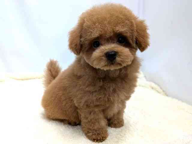 広島県のトイプードル(トイ) (ひごペットフレンドリーゆめタウン廿日市店/2025年12月12日生まれ/男の子/レッド)の子犬の2枚目の画像