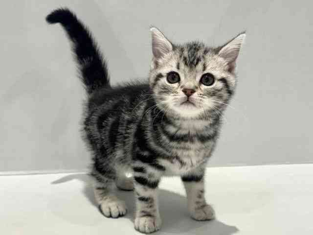 大阪府のアメリカンショートヘアー (ひごペットフレンドリーセブンパーク天美店/2025年12月13日生まれ/女の子/シルバータビー)の子猫の2枚目の画像