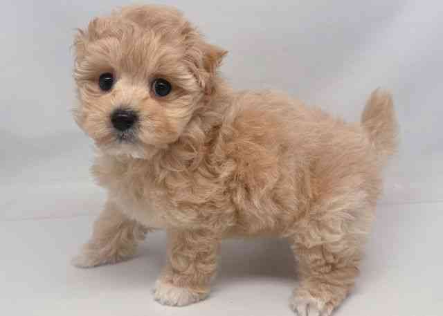 鳥取県のマルプー(マルチーズ×プードル) (ひごペットフレンドリーイオンモール鳥取北店/2025年12月13日生まれ/女の子/クリームホワイト)の子犬の2枚目の画像