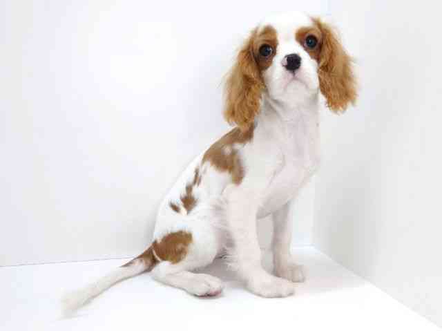 大阪府のキャバリアキングチャールズスパニエル (ひごペットフレンドリーいこらもーる泉佐野店/2025年12月13日生まれ/男の子/ブレンハイム)の子犬の2枚目の画像