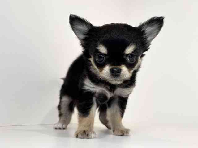 兵庫県のチワワ(ロング) (ひごペットフレンドリーイトーヨーカドー明石店/2025年12月13日生まれ/女の子/ブラックタンホワイト)の子犬の2枚目の画像