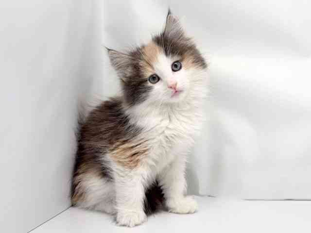 京都府のノルウェージャンフォレストキャット (ひごペットフレンドリー洛北阪急スクエア店/2025年12月7日生まれ/女の子/ダイリュートキャリコ)の子猫の2枚目の画像