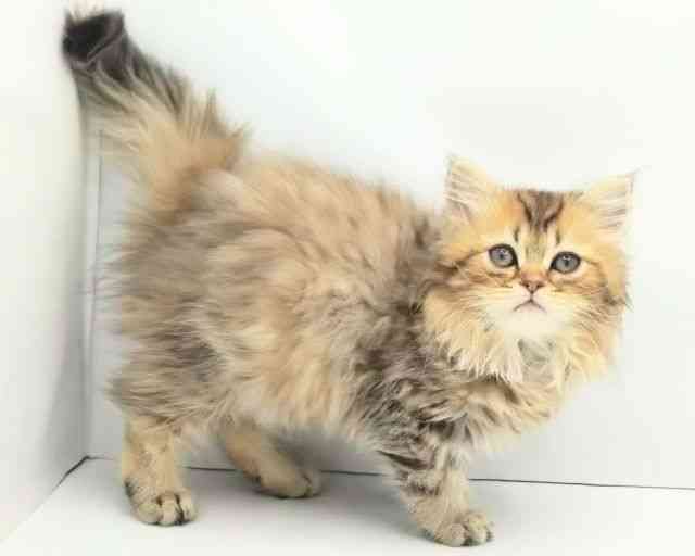 兵庫県のペルシャ (ひごペットフレンドリークラウンパーク伊丹店/2025年11月25日生まれ/男の子/チンチラゴールデン)の子猫の2枚目の画像