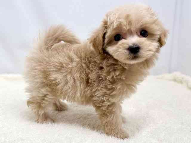 広島県のマルプー(マルチーズ×プードル) (ひごペットフレンドリーゆめタウン廿日市店/2025年12月12日生まれ/男の子/アプリコット)の子犬の2枚目の画像