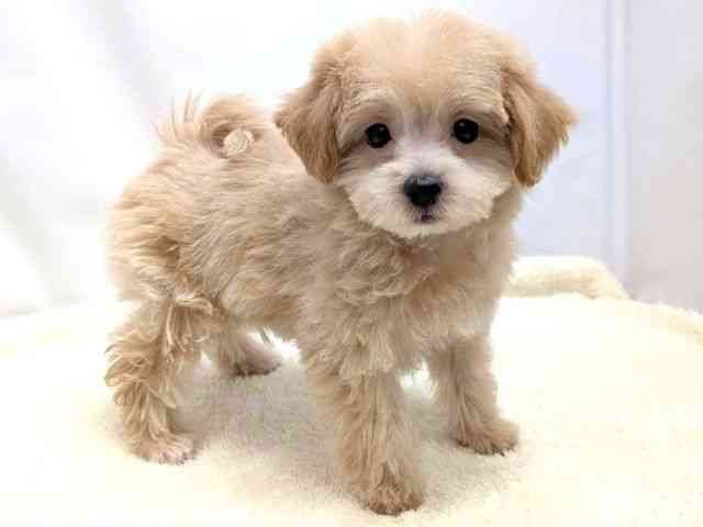 広島県のマルプー(マルチーズ×プードル) (ひごペットフレンドリーゆめタウン廿日市店/2025年12月12日生まれ/男の子/アプリコット)の子犬の2枚目の画像